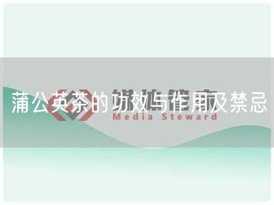 蒲公英茶的功效与作用及禁忌