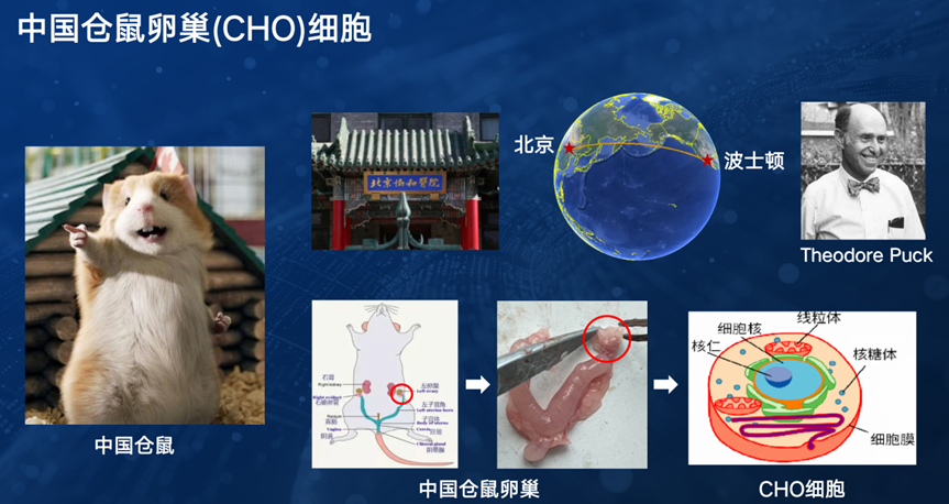 百年传奇！一只中国小仓鼠，是如何影响全球生物医药行业发展的？(图1)