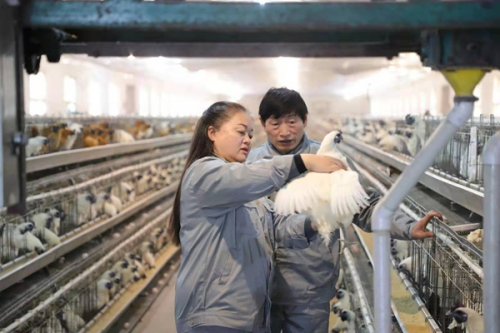 “鸡皇后”三十年让乌鸡成了金凤凰 圆了上万贫困人口脱贫梦(图7)